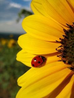 a ladybug sitting on top of a sunflower