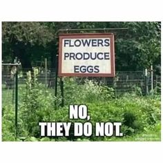 a sign that says flowers produce eggs, no they do not and is in front of some bushes