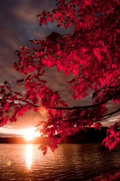 the sun is setting behind some red leaves on a tree over looking a body of water