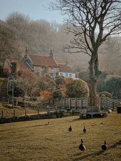 ducks are sitting in the grass near a tree and some houses on a hill behind them