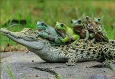 a group of frogs sitting on top of an alligator