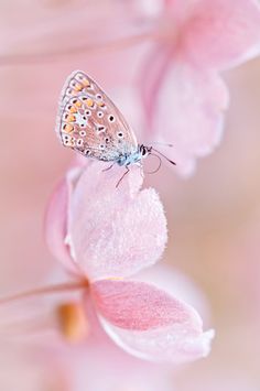 a butterfly sitting on top of a pink flower with a quote below it that reads, life is full of give and take