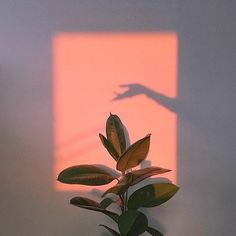 a plant casts a shadow on the wall