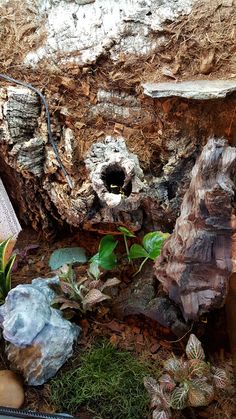 an old tree stump with some plants growing out of it