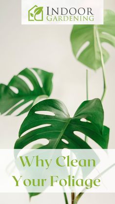 Plants leaves being cleaned. Houseplant care Indoor Garden Ideas Houses, Lights For Plants Indoor, Garden Wedding Indoor, Small Indoor Garden, Garden Design Indoor, Indoor Gardening Diy, Indoor Garden Design, Garden Ideas Indoor, Indoor Garden Apartment