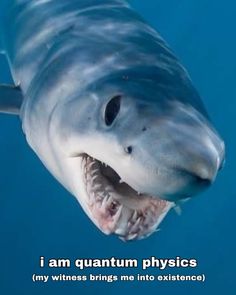 a shark with its mouth open in the water