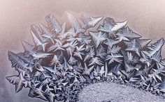 frosted leaves are arranged in the shape of a circle