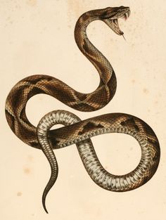 a drawing of a snake with its mouth open