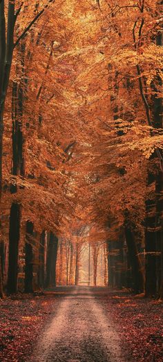 a dirt road surrounded by trees with orange leaves