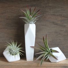 three white vases with air plants in them