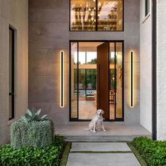 a white dog sitting in front of a house with large windows and plants around it