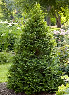 a small evergreen tree in the middle of a garden