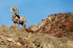 a ram standing on top of a rocky hill