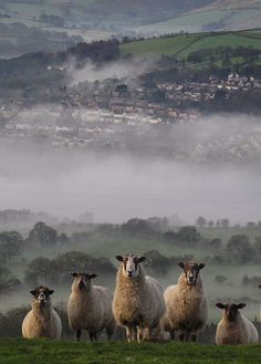 a herd of sheep standing on top of a lush green field next to a town