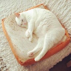 a white cat is sleeping on top of a piece of bread that has been made into a bed