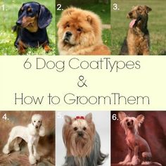 six different types of dogs and how to groom them