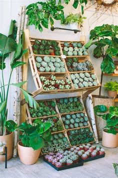 many plants are arranged in wooden boxes on the floor