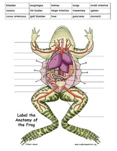 the anatomy of an animal's body