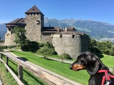 a black and brown dog standing in front of a castle