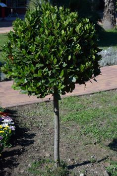 a small tree in the middle of a garden