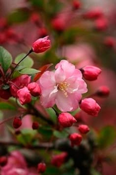 pink flowers are blooming on the branches of trees in front of some red leaves