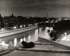 black and white photograph of two cats sitting on roof