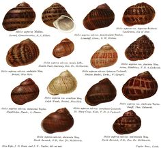 an image of different types of seashells