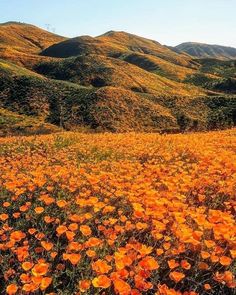 a field full of orange flowers with hills in the background