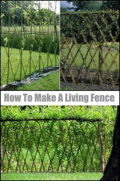 how to make a living fence