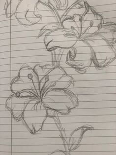 a pencil drawing of flowers on lined paper