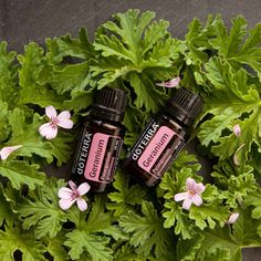 Doterra Geranium, Deep Hair Conditioner, Essential Oils Kit, Blood Pressure Diet, Pelargonium Graveolens, Geranium Oil, Essential Oils For Hair, Geranium Essential Oil, Doterra Oils