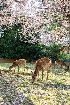 two deer grazing in the grass next to a tree with pink flowers on it and another deer behind them