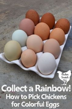 an egg tray filled with different colored eggs and the words collect a rainbow how to pick chickens for colorful eggs