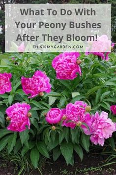 pink peony bush with text overlay - what to do with your peony bushes after they bloom