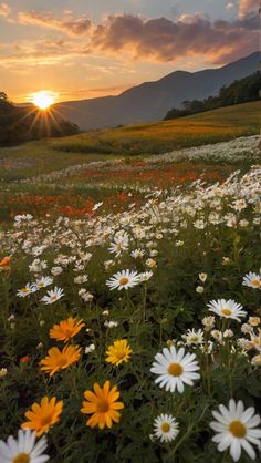 the sun is setting over a field full of wildflowers