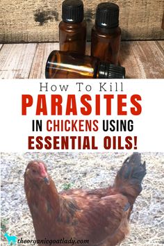 an image of how to kill parasites in chickens using essential oils