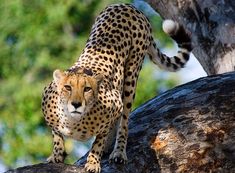 a cheetah standing on top of a tree branch