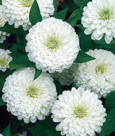 white flowers are blooming in the garden