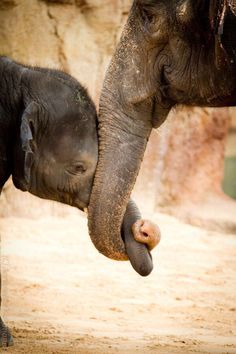 an adult elephant and a baby elephant standing next to each other