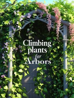 climbing plants for arbors are an easy way to grow beautiful flowers