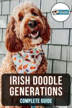 a brown dog wearing a bandana sitting on top of a wooden bench with the words irish doodle generations complete guide