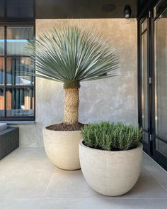 two large potted plants sitting next to each other