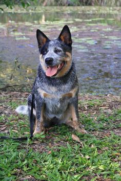 a dog sitting in the grass next to a body of water