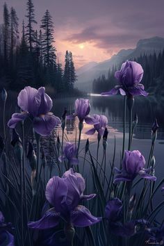 purple flowers are blooming in front of a lake at night with the sun setting