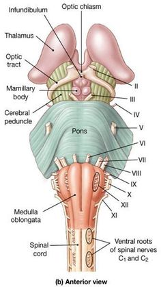 an image of the anatomy of the human head and neck with labels on each side