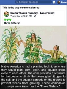 an image of two people touching each other in front of some plants and the caption reads, native americans had a planting technique where they