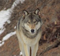 a gray wolf standing on top of a snow covered ground