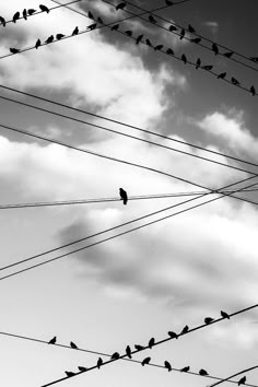 many birds are sitting on power lines in the sky