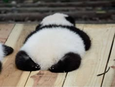 a panda bear laying on top of a wooden floor