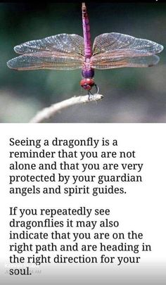 a dragonfly sitting on top of a plant with the caption saying, seeing a dragonfly is a reminder that you are not alone and that you are very protected by